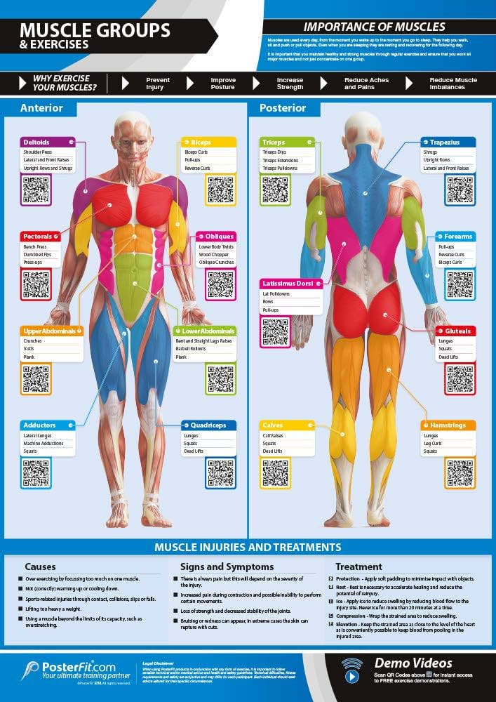 muscle groups